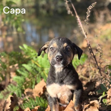 Собаки в добрые руки - Сара - 1