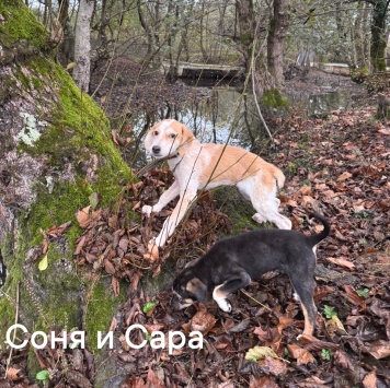 Собаки в добрые руки - Сара - 2