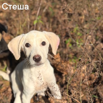 Собаки в добрые руки - Сара - 3