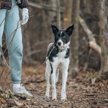 Собаки в добрые руки - Либи - 1