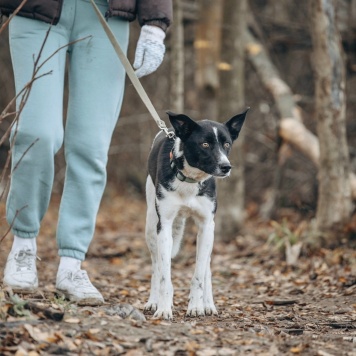 Собаки в добрые руки - Либи - 2