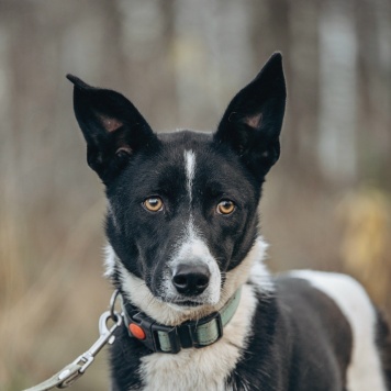 Собаки в добрые руки - Либи - 3