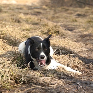 Собаки в добрые руки - Либи - 4