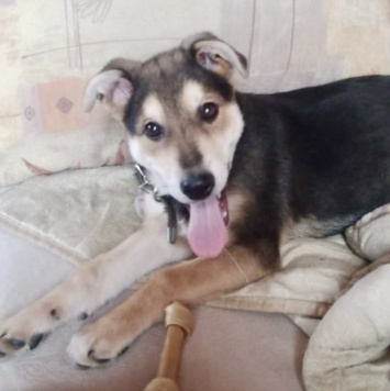 Собаки в добрые руки - Брут