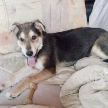 Собаки в добрые руки - Брут - 1