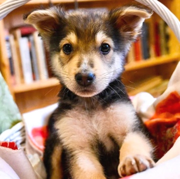 Ринго - Собаки в добрые руки