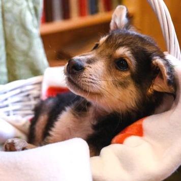 Собаки в добрые руки - Ринго - 1