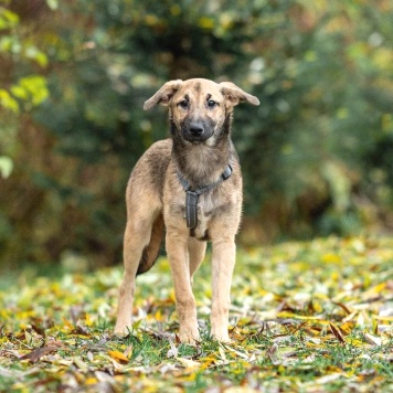 Ника - Собаки в добрые руки