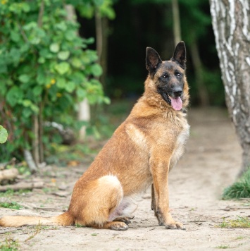 Собаки в добрые руки - Каир