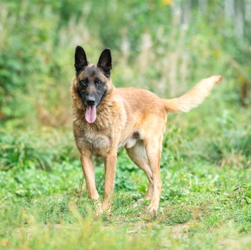 Собаки в добрые руки - Каир - 1