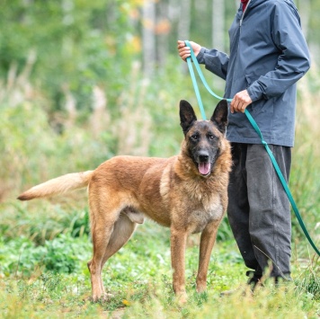 Собаки в добрые руки - Каир - 2