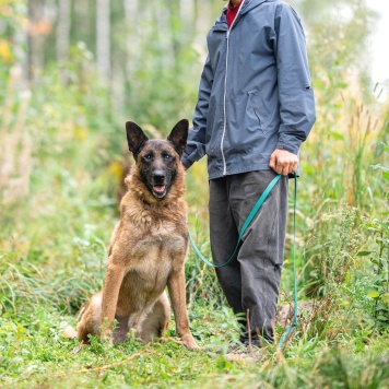 Собаки в добрые руки - Каир - 3