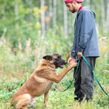 Собаки в добрые руки - Каир - 4