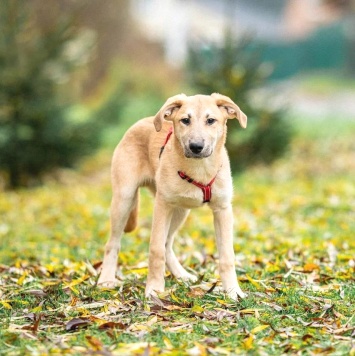 Собаки в добрые руки - Майло
