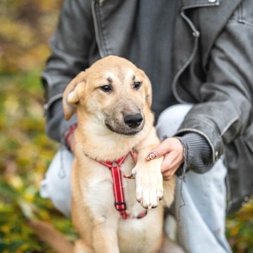 Собаки в добрые руки - Майло - 1