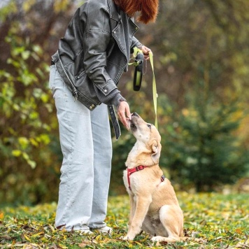 Собаки в добрые руки - Майло - 2