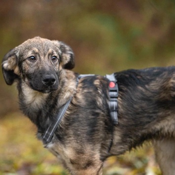 Груня - Собаки в добрые руки
