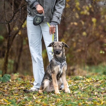 Собаки в добрые руки - Груня - 1