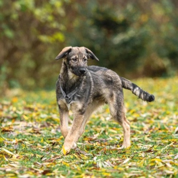 Собаки в добрые руки - Груня - 2
