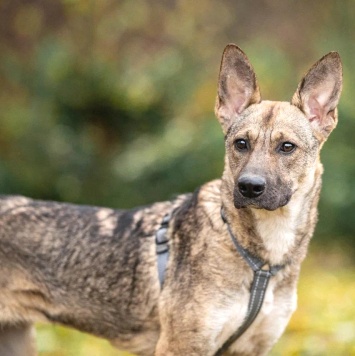 Собаки в добрые руки - Ева