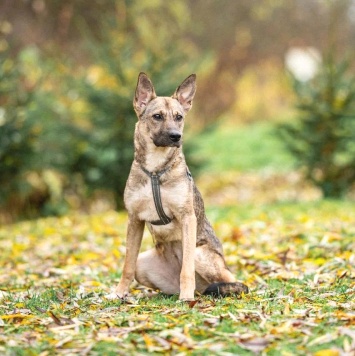 Собаки в добрые руки - Ева - 1