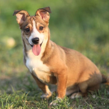 Собаки в добрые руки - Кузя