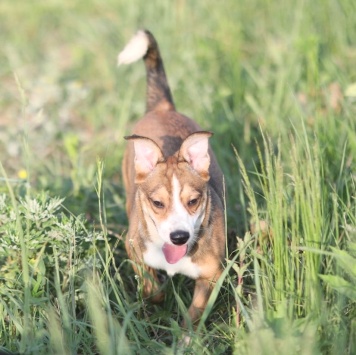 Собаки в добрые руки - Кузя - 1