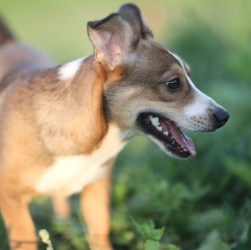 Собаки в добрые руки - Кузя - 2