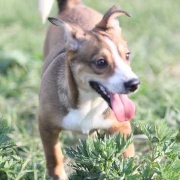 Собаки в добрые руки - Кузя - 3