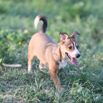 Собаки в добрые руки - Кузя - 4