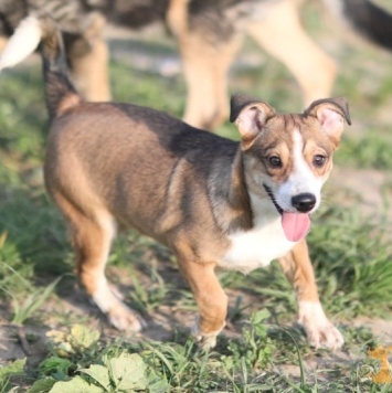 Собаки в добрые руки - Кузя - 4