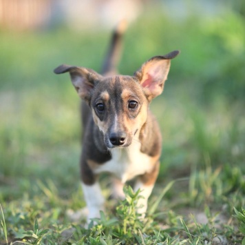 Собаки в добрые руки - Юша