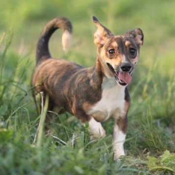 Собаки в добрые руки - Юша - 1