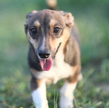 Собаки в добрые руки - Юша - 2