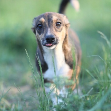 Собаки в добрые руки - Юша - 3
