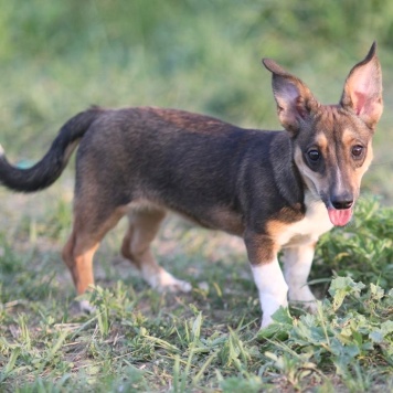 Собаки в добрые руки - Юша - 4