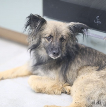 Собаки в добрые руки - Адель