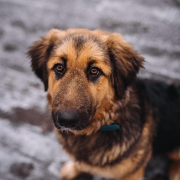 Адель - Собаки в добрые руки