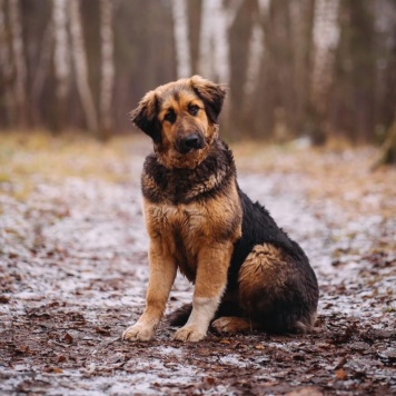 Собаки в добрые руки - Адель - 1