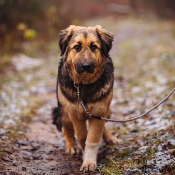 Собаки в добрые руки - Адель - 2