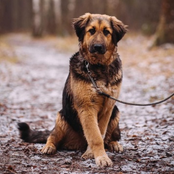 Собаки в добрые руки - Адель - 3