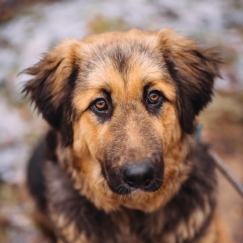 Собаки в добрые руки - Адель - 4