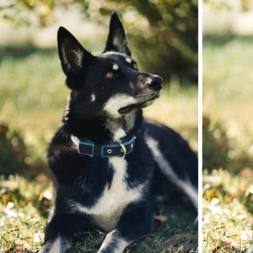 Собаки в добрые руки - Джек