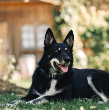 Собаки в добрые руки - Джек - 1