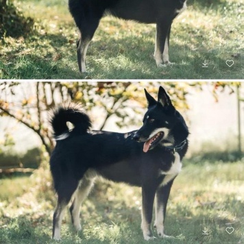 Собаки в добрые руки - Джек - 2