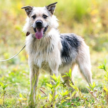 Собаки в добрые руки - Айк