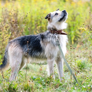 Собаки в добрые руки - Айк - 1
