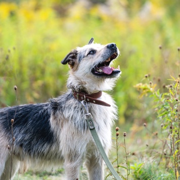 Собаки в добрые руки - Айк - 2