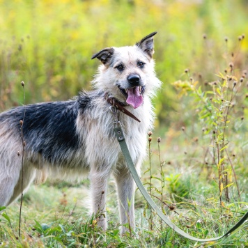 Собаки в добрые руки - Айк - 3