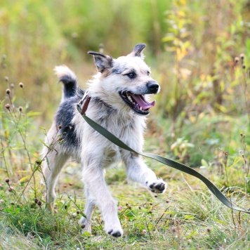 Собаки в добрые руки - Айк - 4
